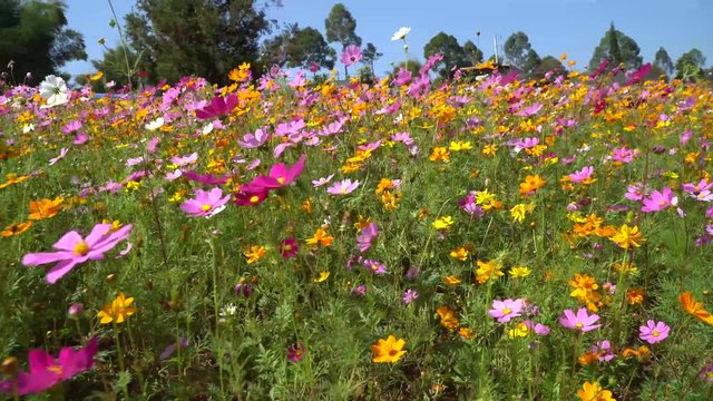 Colorful flower field of wild flowers on a cool day.