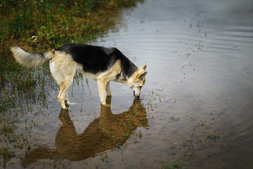 Mongrel stray dog drinking water from puddle