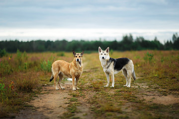 Mixed breed dogs standing on rural dirt road