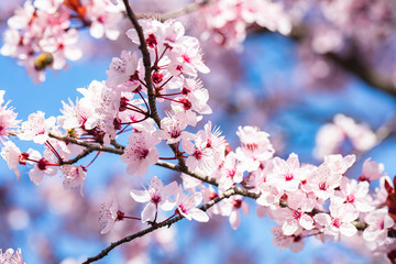 Fototapeta premium cherry tree in bloom with pink flowers.spring background 