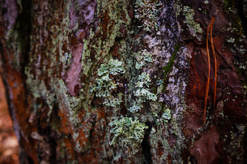 Moss in the forest after rain. Ukrainian Carpathian Mountains.