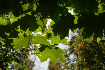 Green maple leaves against sun.
