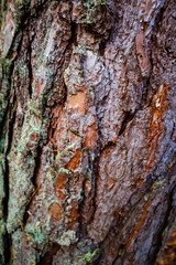 Moss in the forest after rain. Ukrainian Carpathian Mountains.
