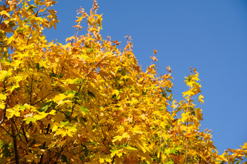 Fototapeta premium Yellow maple leaves against blue sky.