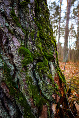 Moss in the forest after rain. Ukrainian Carpathian Mountains.