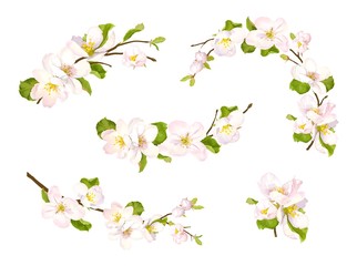 Blooming set of flowering branches apple or pear with flowers and green leaves. Spring design, vector decors isolated on white background.