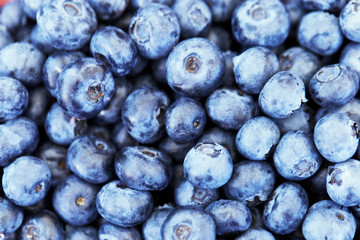 Fresh blueberry background. Texture blueberry berries