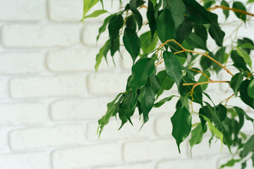 House plant leaves against white brick wall with copy space