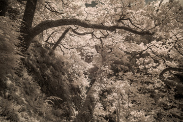 Waldlandschaft in Infrarot