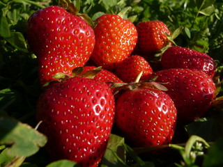  fresh strawberries in the field when the sun goes down