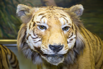 Portrait of a beautiful predator Amur Tiger (Panthera tigris) on a dark background, stuffed. Animals, mammals, cats.
