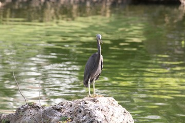 Black egret standing on a big rock, blurred pond in the background