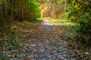 Autumn in park. Yellow leaves laying on the walkway in the park.