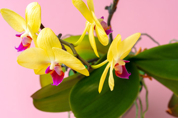 Close up photo of yellow blooming orchid branch