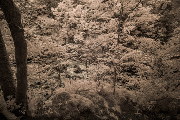 Waldlandschaft in Infrarot