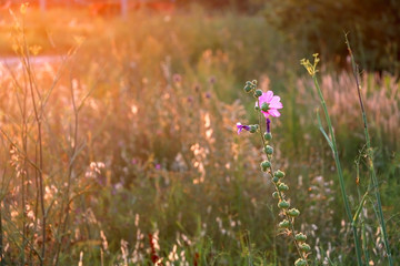 Wildflowers illuminated by warm golden hour light. Selective focus.