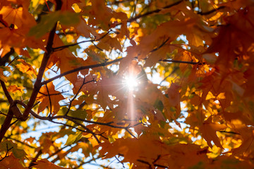 Sun is shining through yellow maple leaves, selective focus. Last warm days.