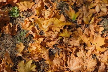 Maple leaves on the ground. Orange leaves on the ground in park. Texture, background.