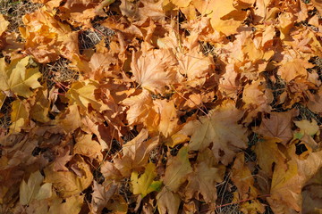 Maple leaves on the ground. Orange leaves on the ground in park. Texture, background.