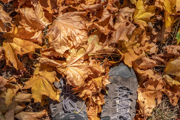Trekking boots on the fallen oange maple leaves. Hiking in autumn.