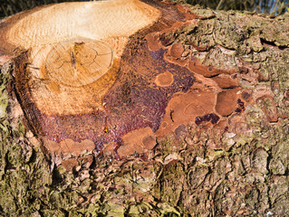Close-up view of flowing resin and resin drops, partly fresh and dried on a felled tree with a view of the cut and tree bark.