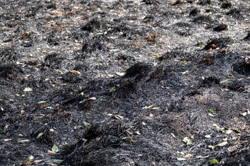 Burnt  ground after fire. Scorched ground, texture background.