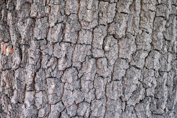 Bark of oak tree. Bark texture, background.