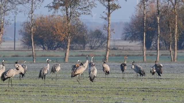 Common Cranes or Eurasian Cranes (Grus Grus) birds resting and feeding in a field during migration
