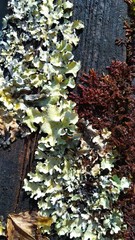 white liquen leaves in the garden