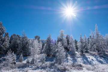 Winter landscape in sunny day. Pines covered with snow against clear blue sky and sun.