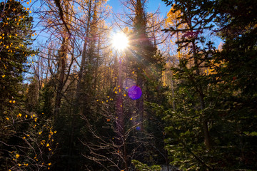 Sunlight in the forest. Sun is shining through trees in autumn forest. Lens flare.