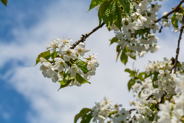 Blossom cherry