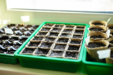 peat pots for seedlings with empty land on the windowsill
