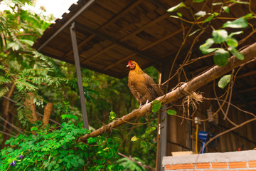 Chicken in the countryside in thailand. Pet, bird. Cock