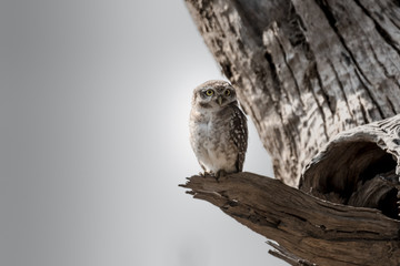 Jungle owlet, or barred jungle owlet, is found in the Indian Subcontinent. The species is often found singly, in pairs or small groups