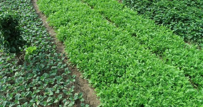 Aerial view of spring vegetable garden  