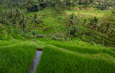 rice terraces in indonesia