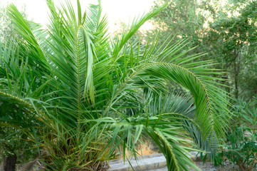 small palm tree in the garden by the sea