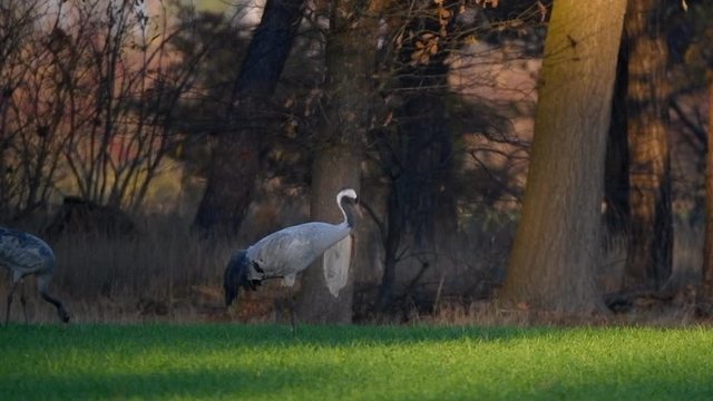 Common Crane or Eurasian Crane (Grus Grus) birds resting and feeding in a field during migration