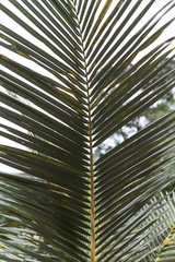 Green tropical and exotic garden with palm trees and trees in Thailand on the island of Koh Samui. Foresters and wicker swings. Complete reunion with nature. Island view