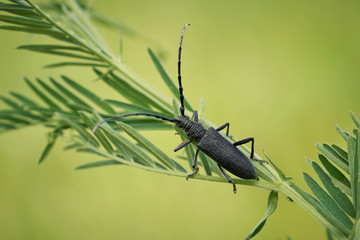 The capricorn beetle Cerambyx scopolii in Czech Republic