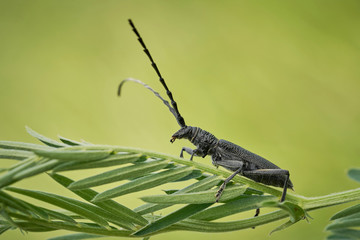 The capricorn beetle Cerambyx scopolii in Czech Republic