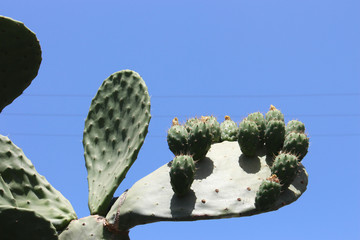 the largest green prickly pear cactus with a web between thorns and yellow-orange flowers against a blue clear sky on a sunny, hot, warm day