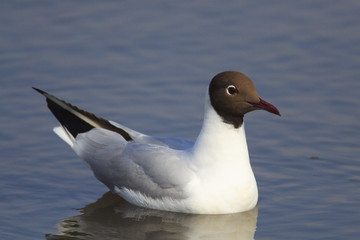 Fototapeta premium Single Black-headed gull - latin Larus ridibundus or Chroicocephalus ridibundus - known also as Laughing gull bird during the spring mating season in wetlands of north-eastern Poland