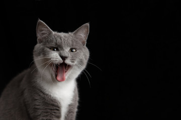 A cute gray cat on a dark background. Playful fluffy pet.