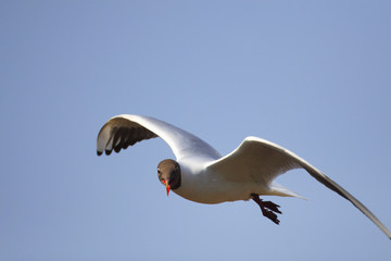 Single Black-headed gull - latin Larus ridibundus or Chroicocephalus ridibundus - known also as Laughing gull bird in flight during the spring mating season in wetlands of north-eastern Poland