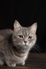 Fototapeta na wymiar A cute gray cat on a dark background. Playful fluffy pet.