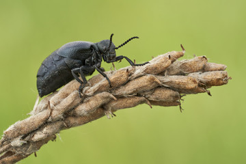 Female of an oil beetle Meloe scabriusculus, a rare and endangered insect species in Czech Republic