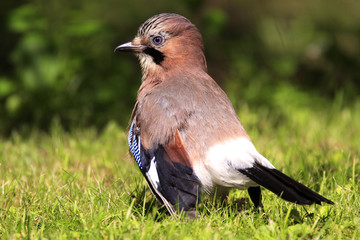 Single Eurasian Jay bird - latin Garrulus glandarius - in a grass during the spring mating season in wetlands of north-eastern Poland