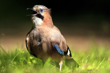 Single Eurasian Jay bird - latin Garrulus glandarius - in a grass during the spring mating season in wetlands of north-eastern Poland